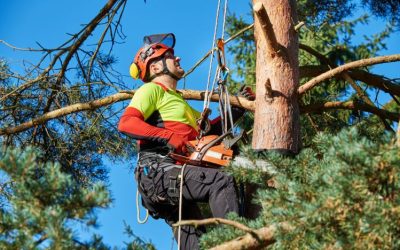 Safeguard Your Property with Premier Tree Removal Fleming Island, FL, Trusted Experts for Every Situation